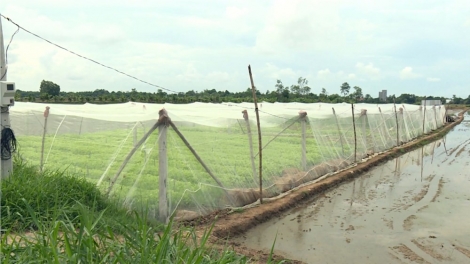 Trà Vinh: Lâh 625 tỷ đồng bhrợ bh’rợ pa dưr pr’ắt tr’mông zr’lụ đhanuôr acoon coh lâng da ding k’coong