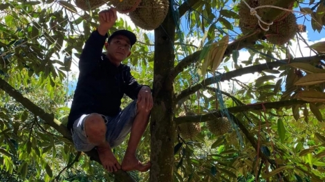 Pêt hên hĭn plâi sầu riêng a Tây Nguyên – trâm pá ƀă tơ’lêi hlâu  Ƀai 3: ‘Nâi vâi ‘nâi pin tung roh tơxup tơbriât kân