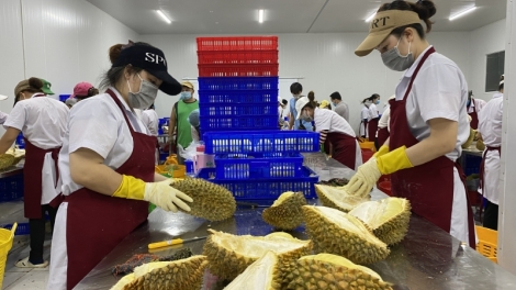 Ƀai 1: Sầu riêng dế mơnhâu kơphế krá tơniăn