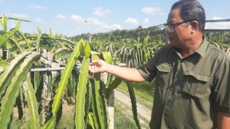 Tiền Giang: Manuyh đảng viên “đhanuôr ch’choh b’băn” bhrợ t’vaih cr’van cr’bhộ tơợ tơơm thanh long