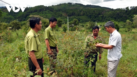 Apah pơgang dlai tlô