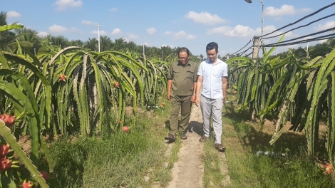 TIEN GIANG: URANG ĐẢNG NGAK NONG, NGAK KAYA MEDA MENG PHUN THANH LONG