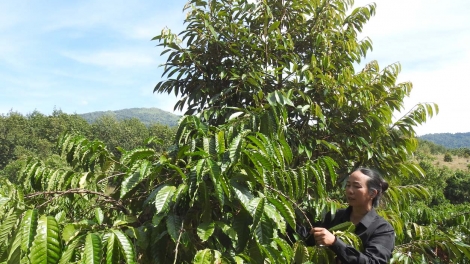 Kon Tum: Kơrŭ wĭt ngăn prăk bruă duh bi liê kơ klei duh mkra ala ƀuôn