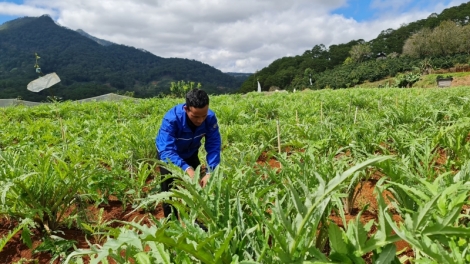 Tơdrong jang tơm teh đak tơplih um ai lơ pơlei pơla tơ̆ Lâm Đồng