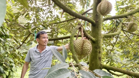 6 khei blŭng sơnăm 2023: Dak lak tĕch tơ̆ teh đak đe tơmam đơ̆ng choh jang sa iŏk đei 810 triệu dollar