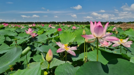 XẨM NHỊ TÌNH