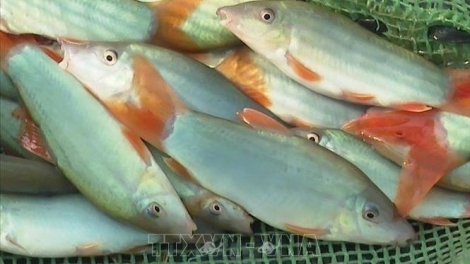 PEIH BRUK NGAK MBANG MENG RAONG IKAN DI HUYỆN TAPEN NEGAR HU JIEN MEK TAME GLAONG