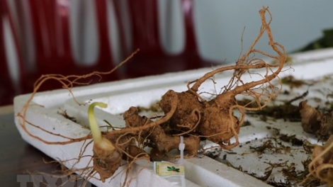 Chính phủ đoọng bh’rợ xa nay bh’rợ pa dưr sâm Việt Nam tước c’moo 2030