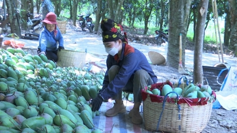 Ngon tô thứ 3 mự 27 bườn 06 pì 2023 –  Kỹ thuật púk cò pán khèo hẳư po hay me na 2 xã Chiềng On, Chiềng Tương, huyện Yên Châu, tỉnh Sơn La