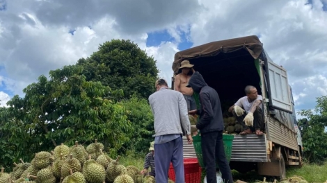 Daklak mghaih msir klei dleh kơ bruă mkăp mrô knăl krĭng pla mjing boh durian 