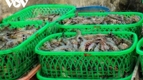 RAHRA CÀ MAU HADUH HATAI KAYUA YAOM HADANG TRUN BIER 