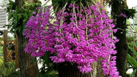 T'RUIH PA XƯL T'NGAY 7/7/2023