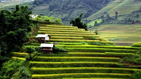 Phai paz nhây phiến