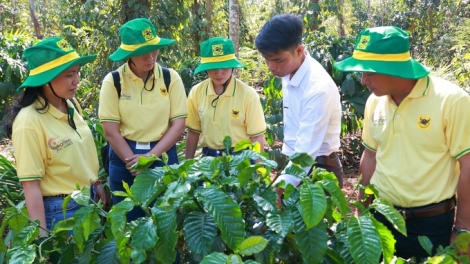 Canh tác cà phê thông minh ứng phó với biến đổi khí hậu