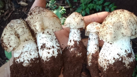 Bơsềt tềng- phan pà kwơ màng bơkah mơnga ngan bơh ù tiah brê bơnơm dê