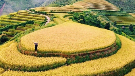 Phai paz nhây phiến