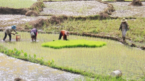 Quảng Nam: C’moo 2024 k’rong bhrợ lâh 797 tỷ đồng bhrợ xa nay bh’rợ pa xiêr đha rựt đanh mâng