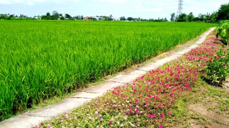 DỰ THẢO HUKUM TANEH RIYA (PASIAM VEIK): CAMBAIH LAIH SARAK TANEH RIYA KA BHAP BINI BANGSA TAKIK 