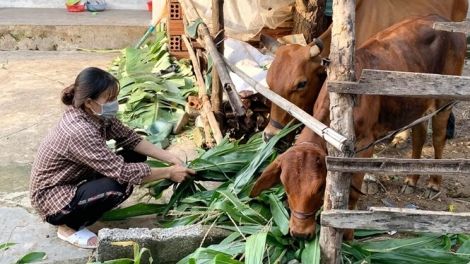 Nâng cao hiệu quả tín dụng chính sách trong tình hình mới 