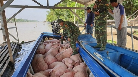 PAKAUK PABLEI SALIH PABUI SUAN HUKUM TAME VIET NAM