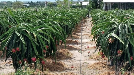 TUI SỞ ILAMU SAONG KONG NGHE TỈNH BÌNH THUẬN, URAK INI TINH INI HU TANEH PALA  THANH LONG PRAONG ABIH TANEH IA