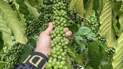 Kphê ênoh yuôm: Hlăm klei mơak bhiâo gĭr mkŏ mjing klei mơak sui