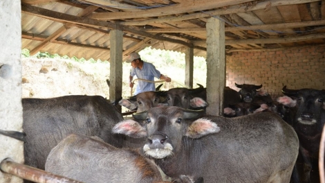 Quảng Ngãi: Zooi đoọng ha k’coong ch’ngai zi lấh đha rứt