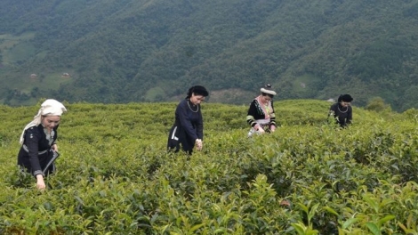 CHƯƠNG TRÌNH KHAY HENG TÀY-NÙNG (Thứ Tư- Vằn 30 bươn 8 pi 2023)