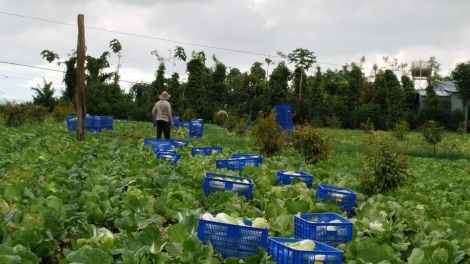 Klei bi knăl mơak hlăm bruă bi mguôp ba čhĭ boh mnga bruă lŏ hma ti Dak Nông 	
