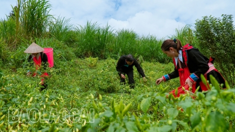 Nâng cao thu nhập cho phụ nữ dân tộc thiểu số từ liên kết sản xuất ớt bản địa