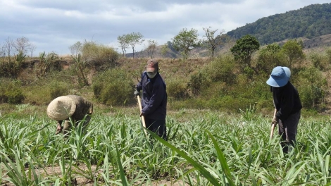 Kon Tum pơ̆ih să tơring pơtăm kơtao đei dơ̆ng vă jê̆ 900ha