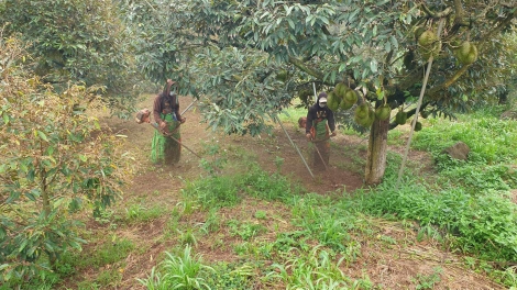 Dăk Lăk sền gàr sầu riêng tơngai lài mờ tơnơ̆ tŭ pik plai