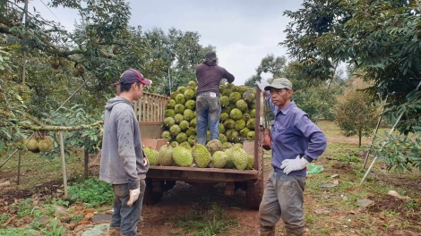 Dak Lak dlăng kriê boh durian wưng êlâo lehanăn êdei kơ hrui êmiêt