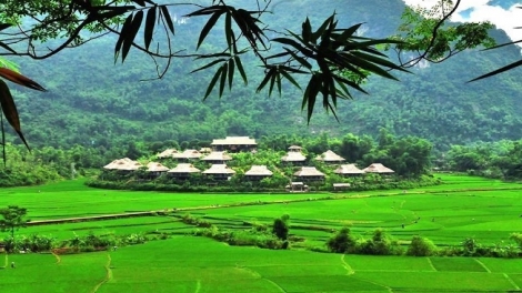 Phai paz nhây phiến