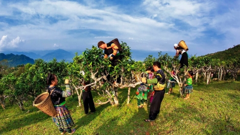   Lễ hội Trà Shan tuyết - Tinh hoa giữa trời mây