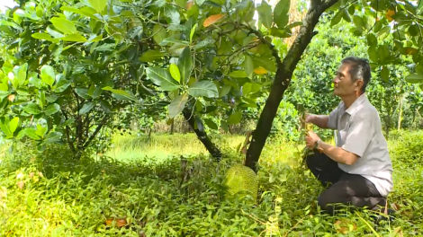 ទម្រង់ពហុវប្បកម្មរបស់កសិករវ័យចំណាស់នៅតំបន់ U Minh ខេត្តកាម៉ាវ។