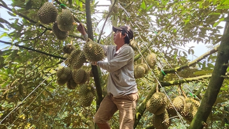 Nghề gõ sầu riêng ở Tây Nguyên