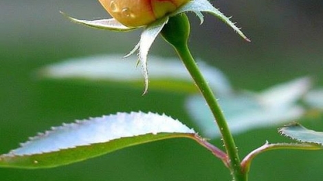 Danak dak sap Cam 09-09-2023