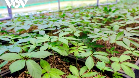 Zooi 73 r’bhầu tơơm m’ma sâm Ngọc Linh pậ 1 c’moo đoọng ha đhanuôr chr’hoong Nam Trà My