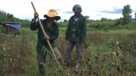 Thừa Thiên Huế: Sâm Bố Chính coh A Lưới răng z’broọ