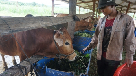 Gia Lai: Tơrgùm tơmù rơƀah kơl jăp tàm tiah làng bol kòn cau