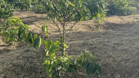 Bàr pe jơnau kờñ pal sền ngăc tàm broă tam pa wơl kơphê