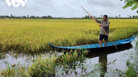 ភ្លៀងអូសបន្លាយប៉ះពាល់ដល់ការប្រមូលផលស្រូវនៅស្រុកអ៊ូមិញ ខេត្តកាម៉ាវ