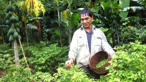 “Dị Nhân” làm giàu trong thung lũng Tà Vờn