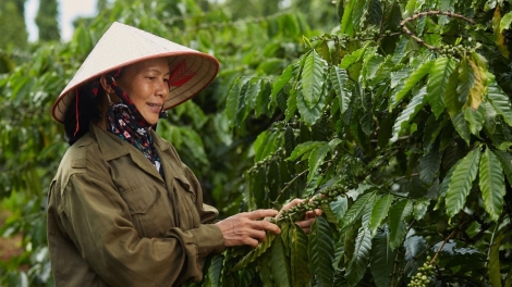 Mơdêk ki tơniăn dêi xiâm loăng kơphế ƀă tiu a Tây Nguyên