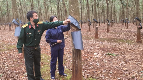 Tiah nhàr dà lơgar càr Gia Lai kơl jăp bơtàu tơnguh kơnờm bơh tờm cao su ling klàng dê