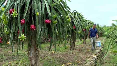 Phai paz nhây phiến