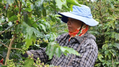 Phai paz nhây phiến