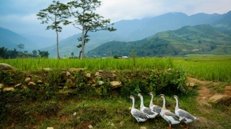 Phai paz nhây phiến