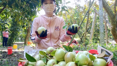 តំបន់ដីសណ្ដទន្លេគឺវឡុង ជួបចំណុចកកស្ទះជាច្រើនក្នុងកិច្ចចំណាត់ការអនុក្រឹត្យលេខ៩៨។